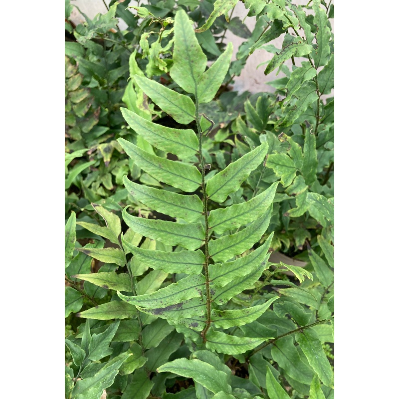 Cyrtomium fortunei – AGM|2 Litre