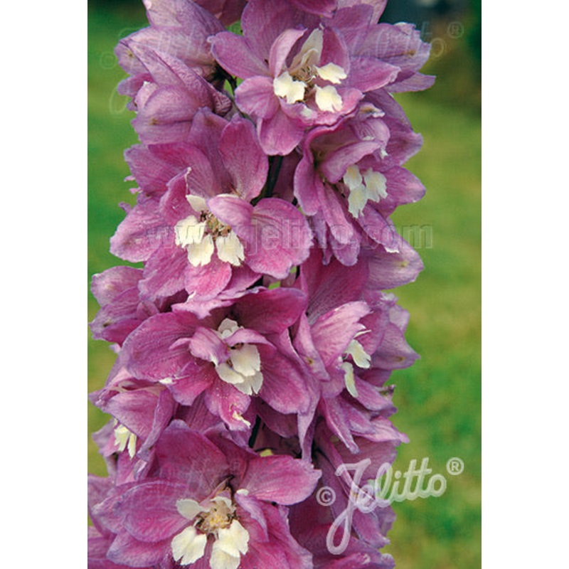 Delphinium Pacific Giants Astolat