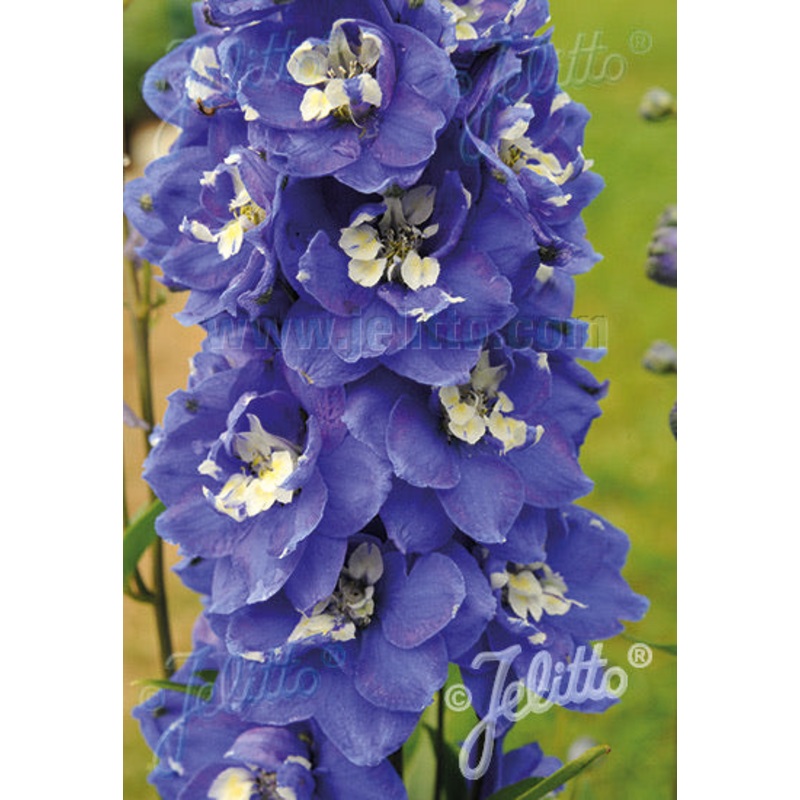 Delphinium Pacific Giants Blue Bird