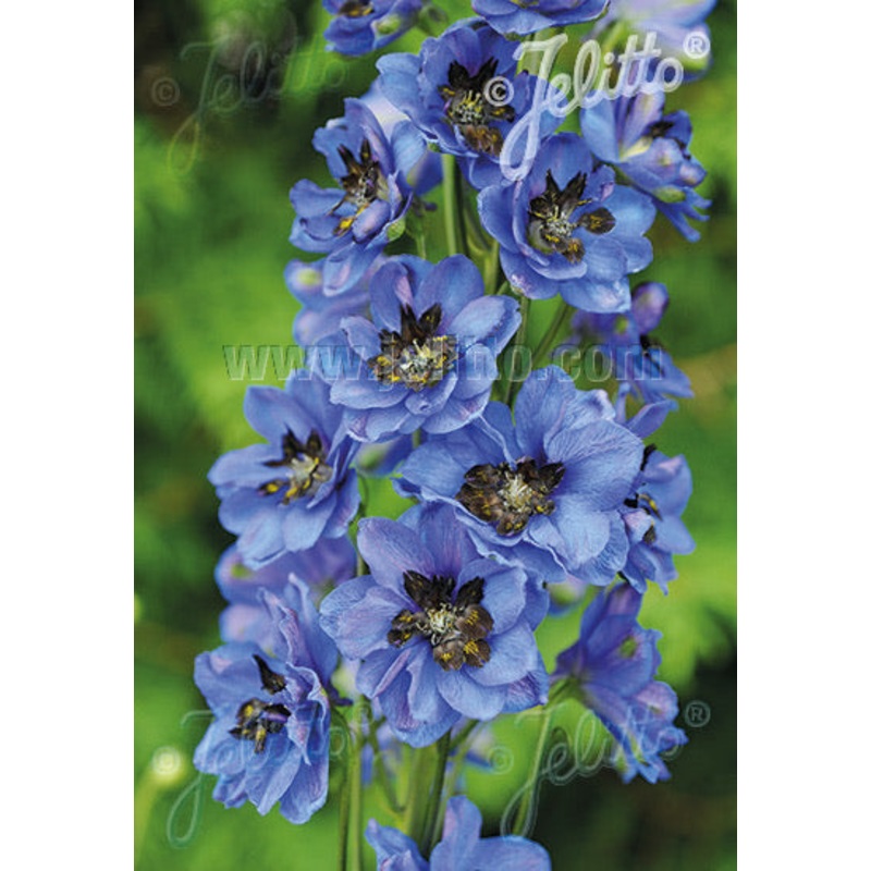Delphinium Pacific Giants Blue Jay