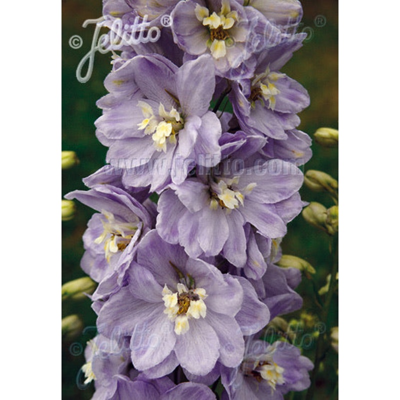Delphinium Pacific Giants Guinevere