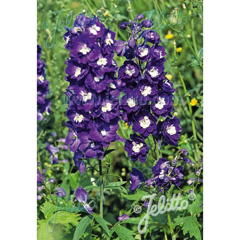Delphinium Pacific Giants King Arthur