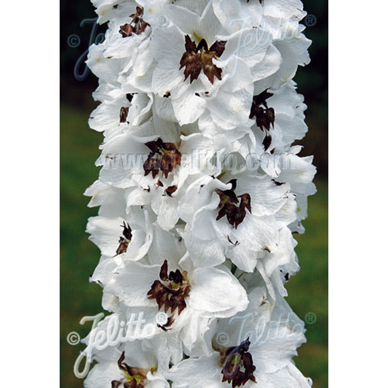 Delphinium Pacific Giants Percival