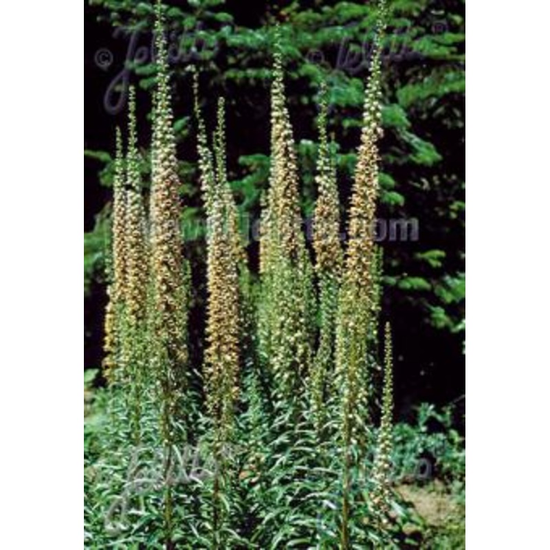 Digitalis ferruginea gigantea ‘Gelber Herold’ AGM