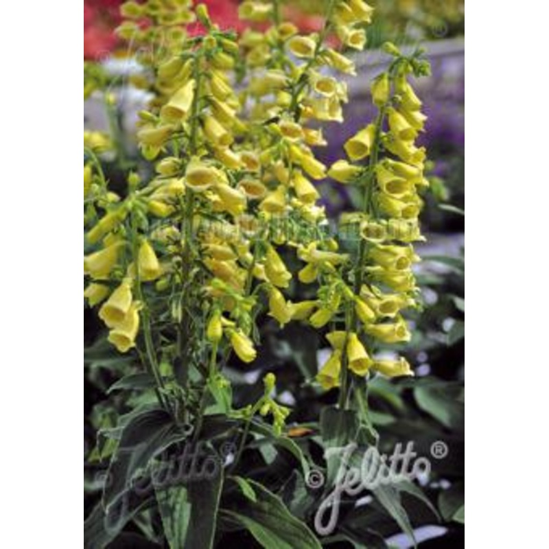 Digitalis grandiflora ‘Carillon’ AGM