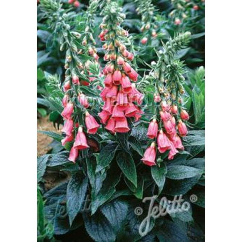 Digitalis mertonensis ‘Summer King’