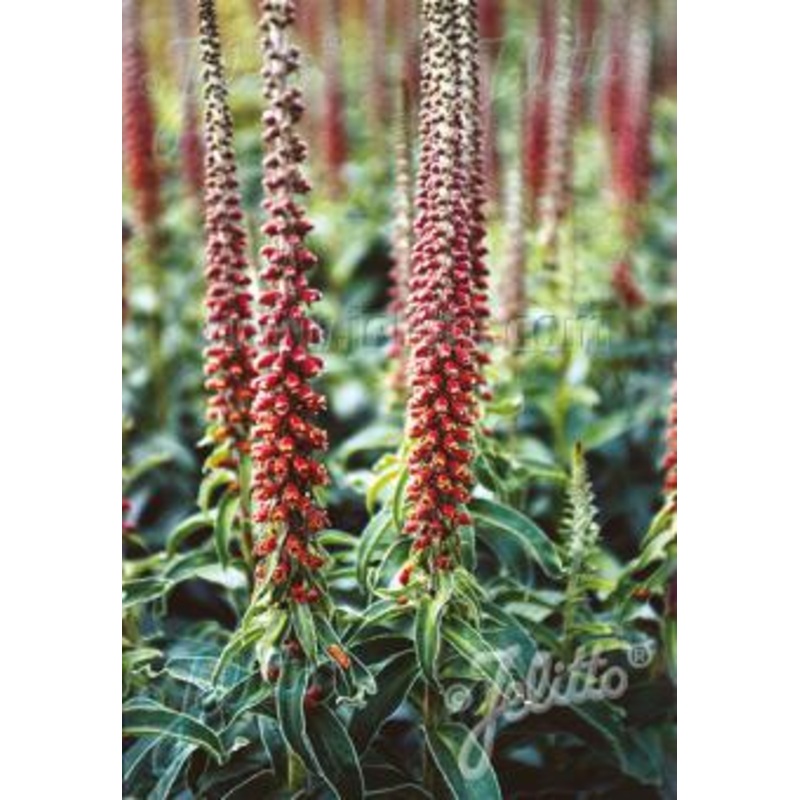 Digitalis parviflora ‘Milk Chocolate’