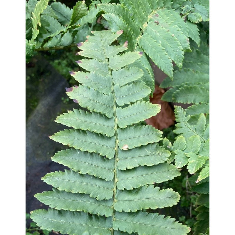 Dryopteris cycadina atrata – AGM