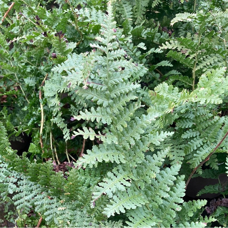 Dryopteris filix-mas ‘Barnesii’