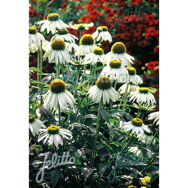Echinacea purpurea ‘Alba’|2 Litre