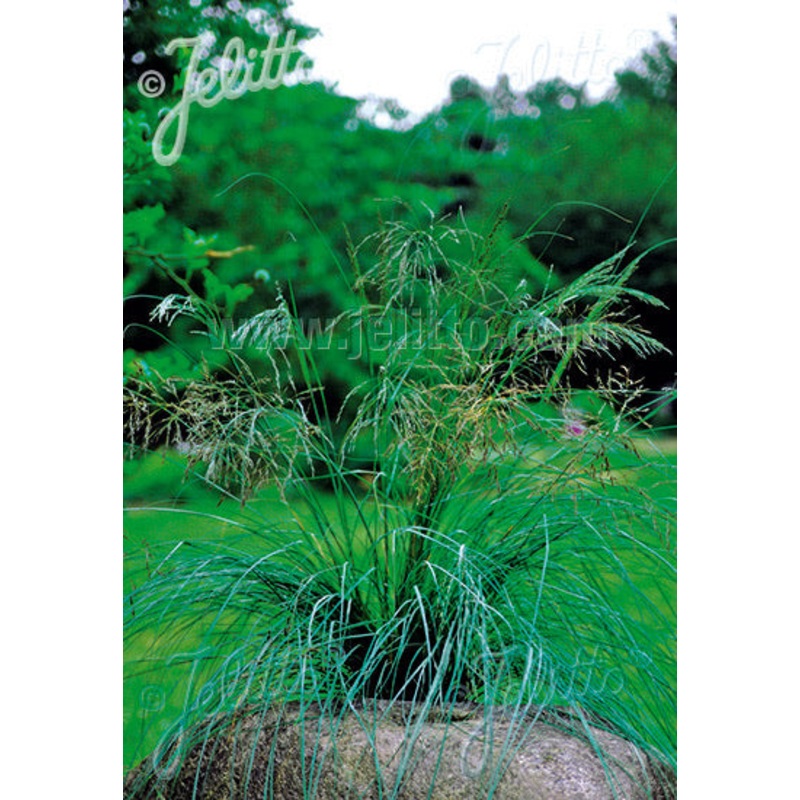 Eragrostis elliottii Wind Dancer