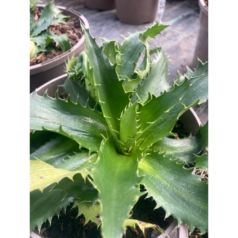 Eryngium agavifolium