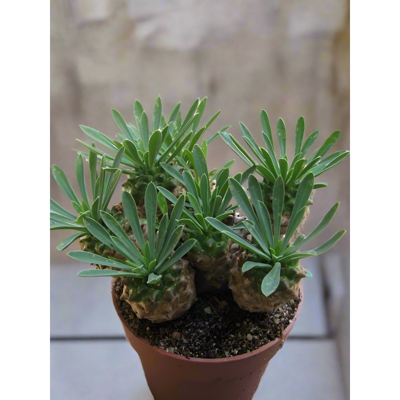 Euphorbia Bupleurifolia|3″ Pot|6″ Pot