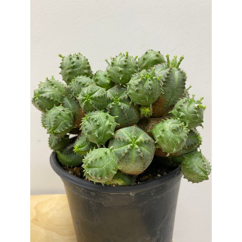 Euphorbia obesa f. monstruosa|3″ Pot|6″ Pot