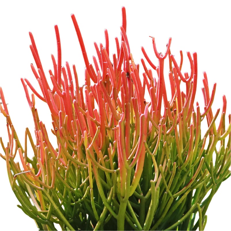 Euphorbia Tirucalli ‘Sticks of fire’