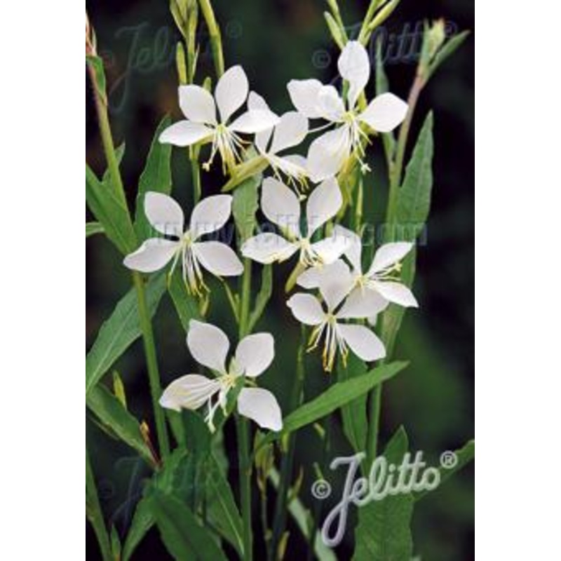 Gaura lindheimeri Cool Breeze|9CM|2 Litre