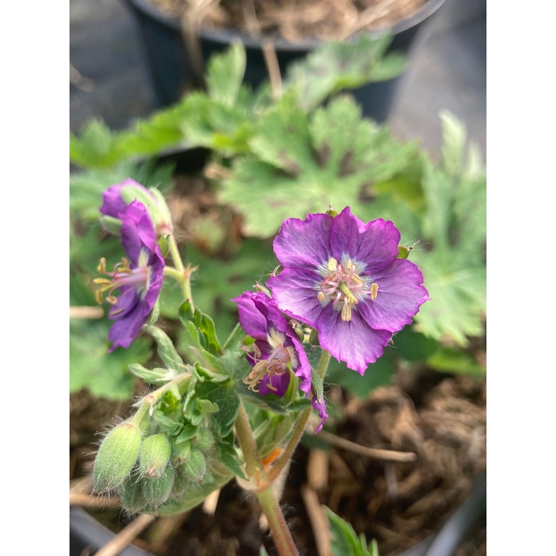 Geranium phaeum Lavender Pinwheel
