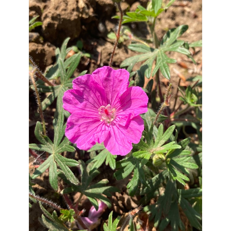 Geranium sanguinium Ankums Pride AGM