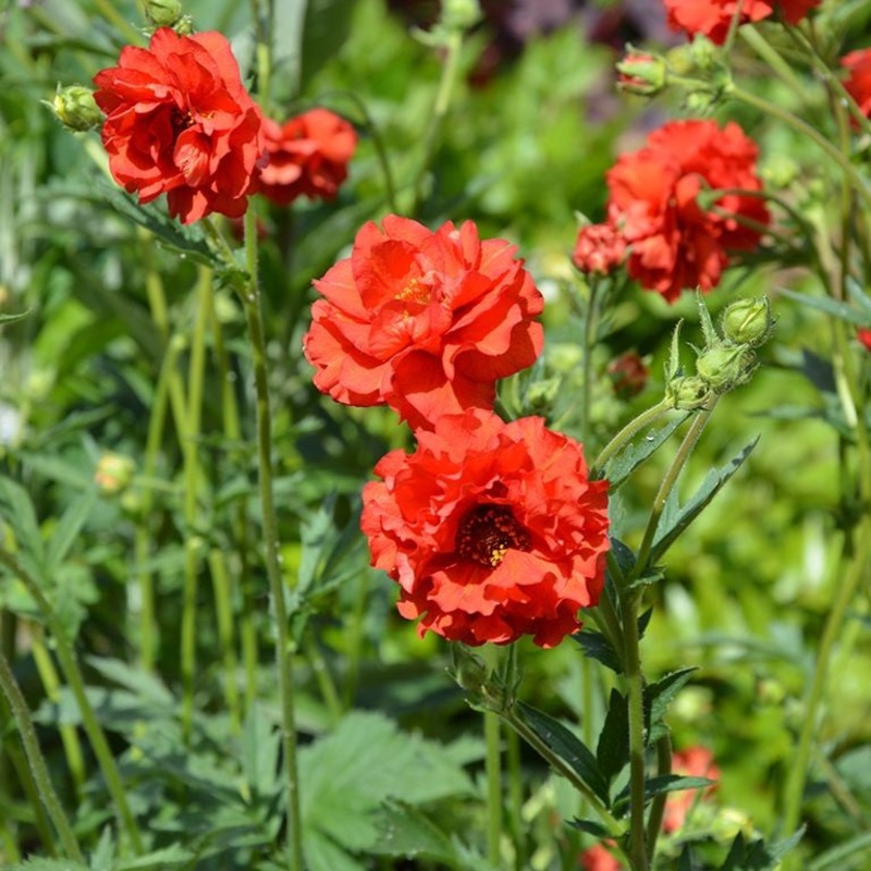 Geum ‘Blazing Sunset’|9cm|2 litre