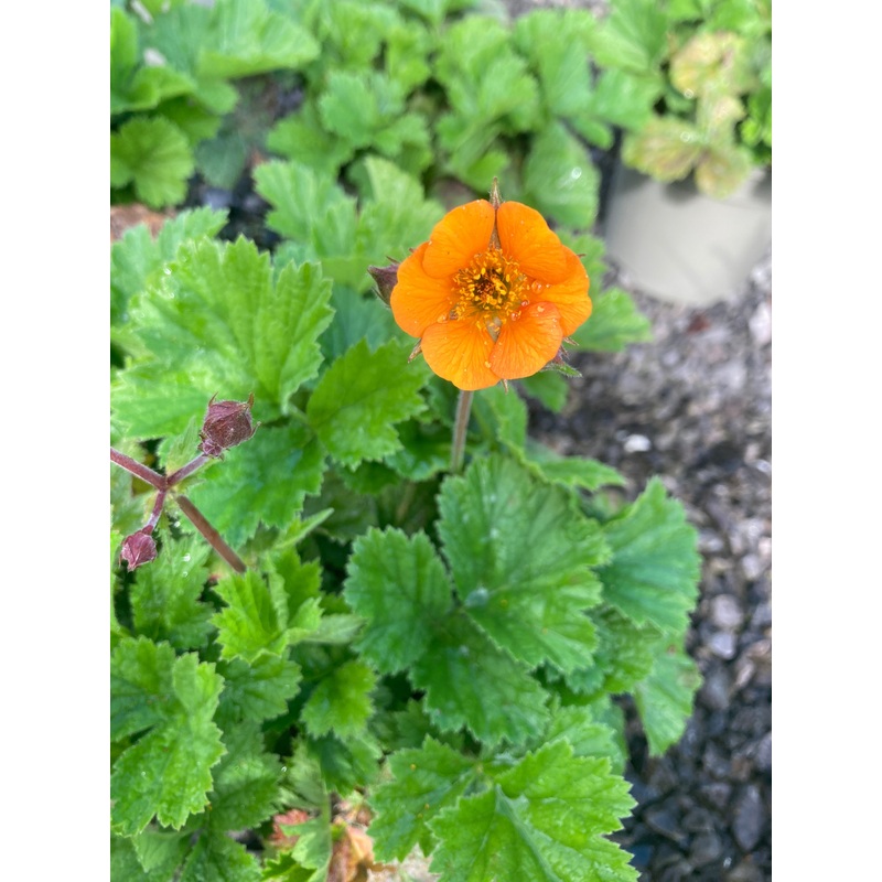 Geum ‘Karlskaer’|9cm|2 litre
