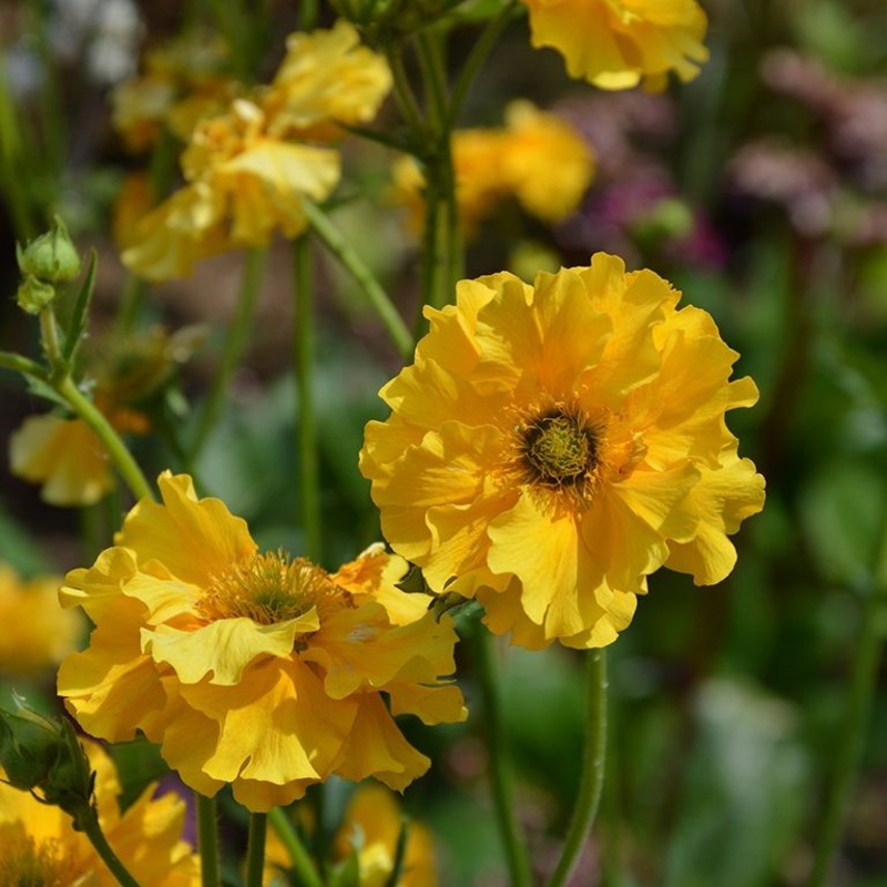Geum Sunrise|9cm|2 litre