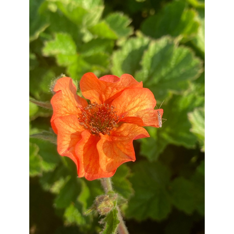 Geum Totally Tangerine|9cm|2 litre