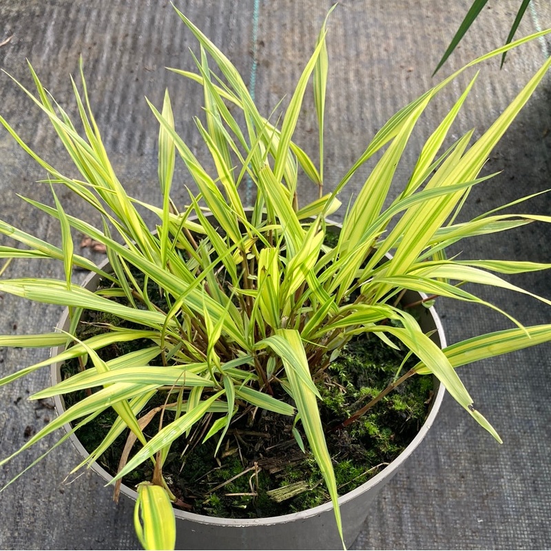 Hakonechloa aureola|9cm|2 Litre