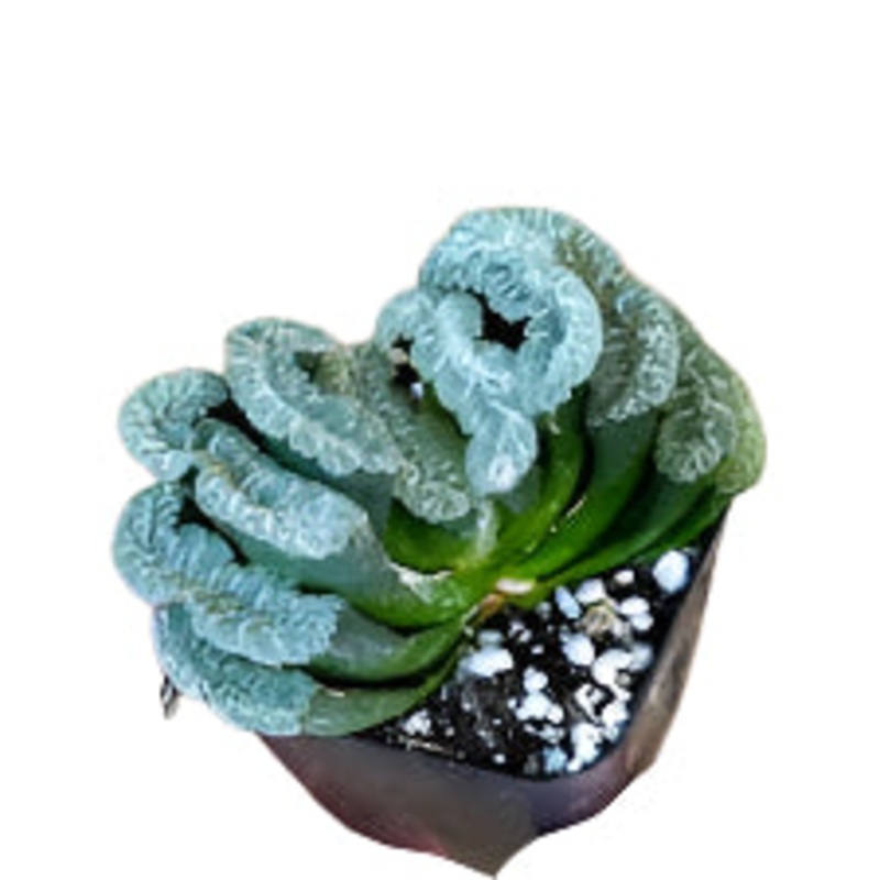 Haworthia ‘Hybrids’|2″ Pot