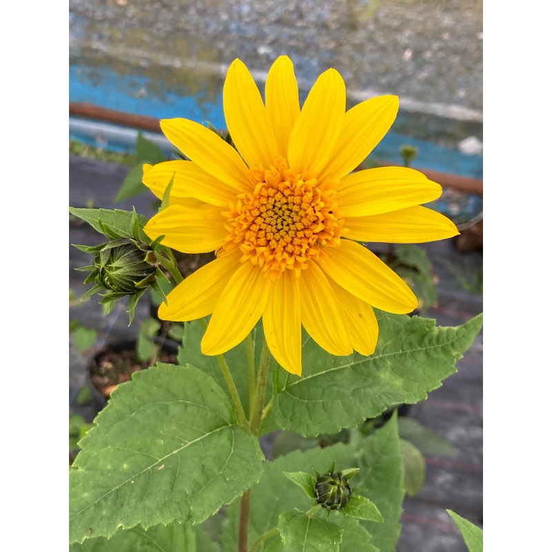 Helianthus Happy Days|9cm|2 litre