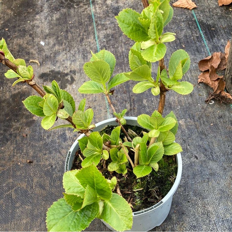 Hydrangea macrophylla Masja|9cm|2 Litre
