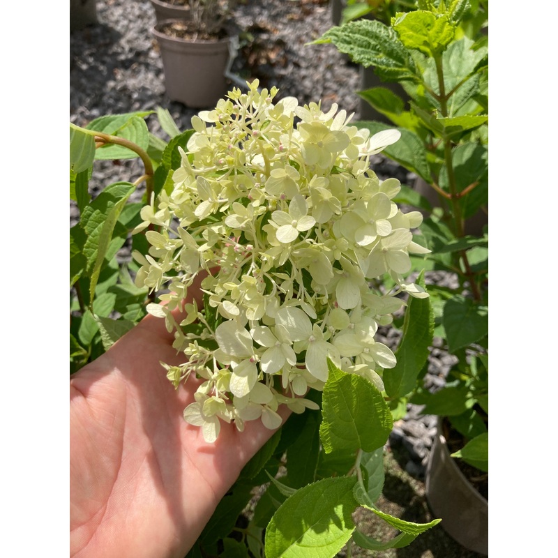 Hydrangea paniculata ‘Limelight’ – AGM