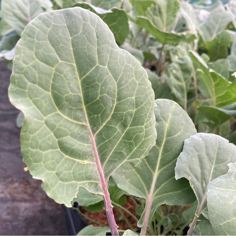 Kale Taunton Deane|2 Litre|9cm Pot