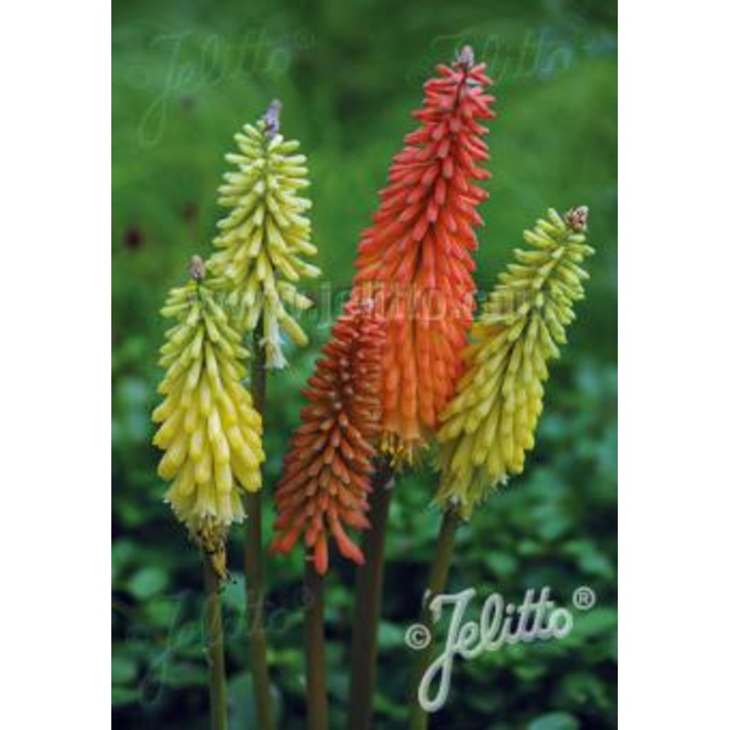 Kniphofia Flamenco|9cm|2 Litre