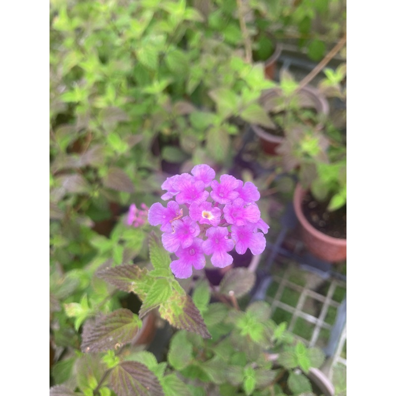 Lantana montevidensis