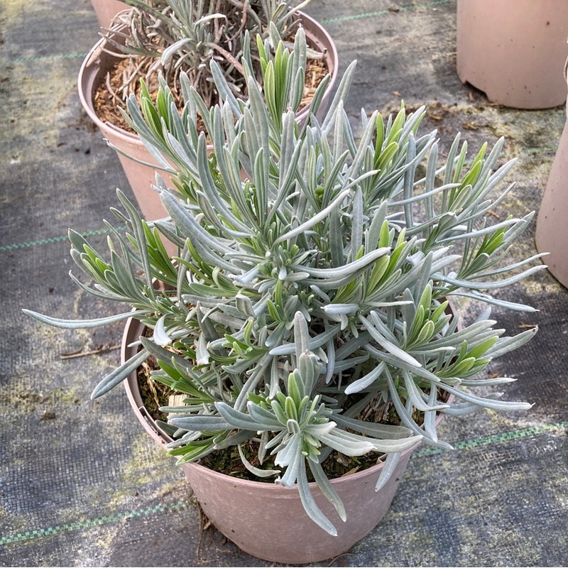 Lavandula intermedia Vera (Lavender)