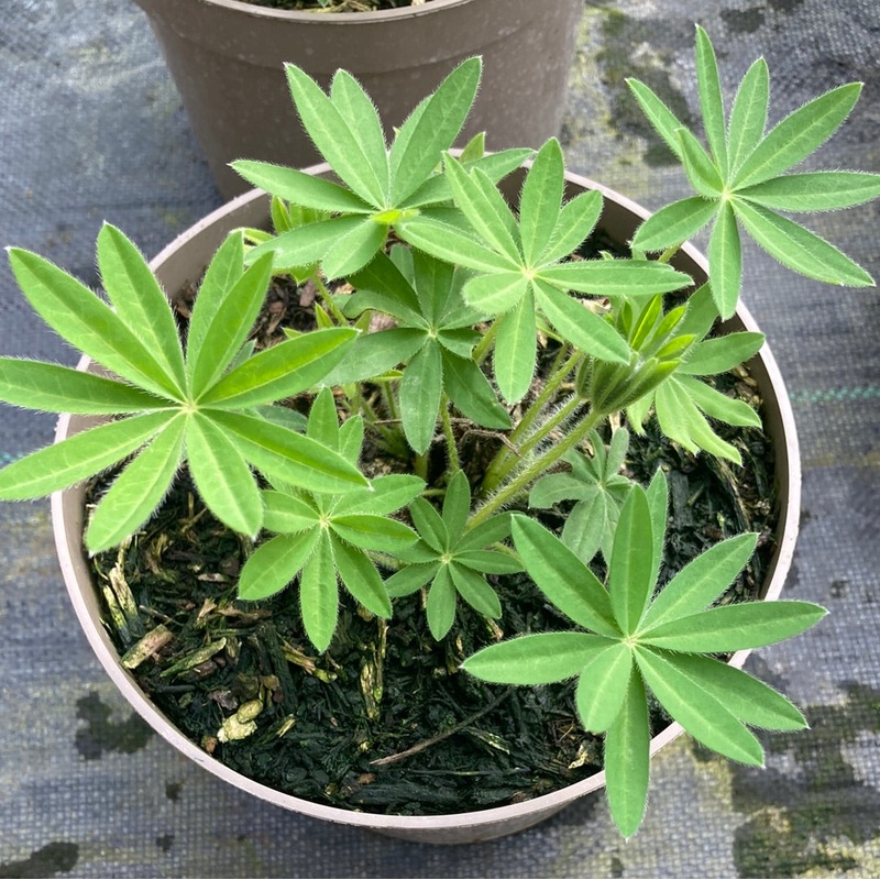 Lupin Noble Maiden|2 Litre