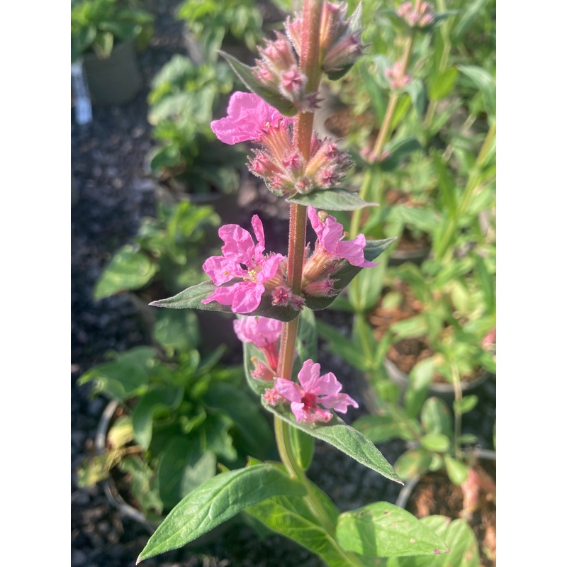 Lythrum Blush – AGM
