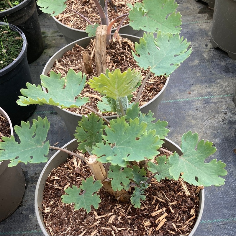 Macleaya x kewensis ‘Flamingo’