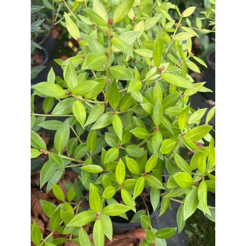 Metrosideros umbellata ‘Gold Nugget’
