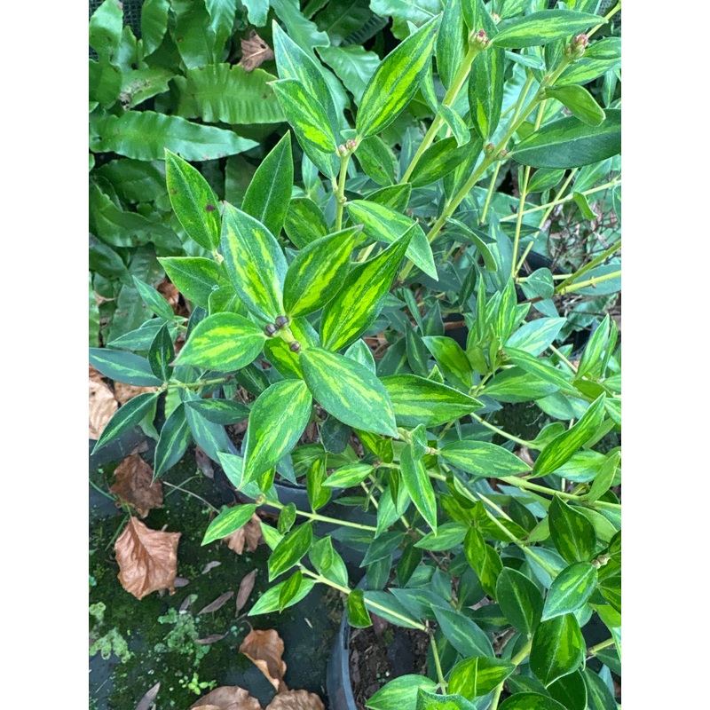 Metrosideros umbellata Moonlight