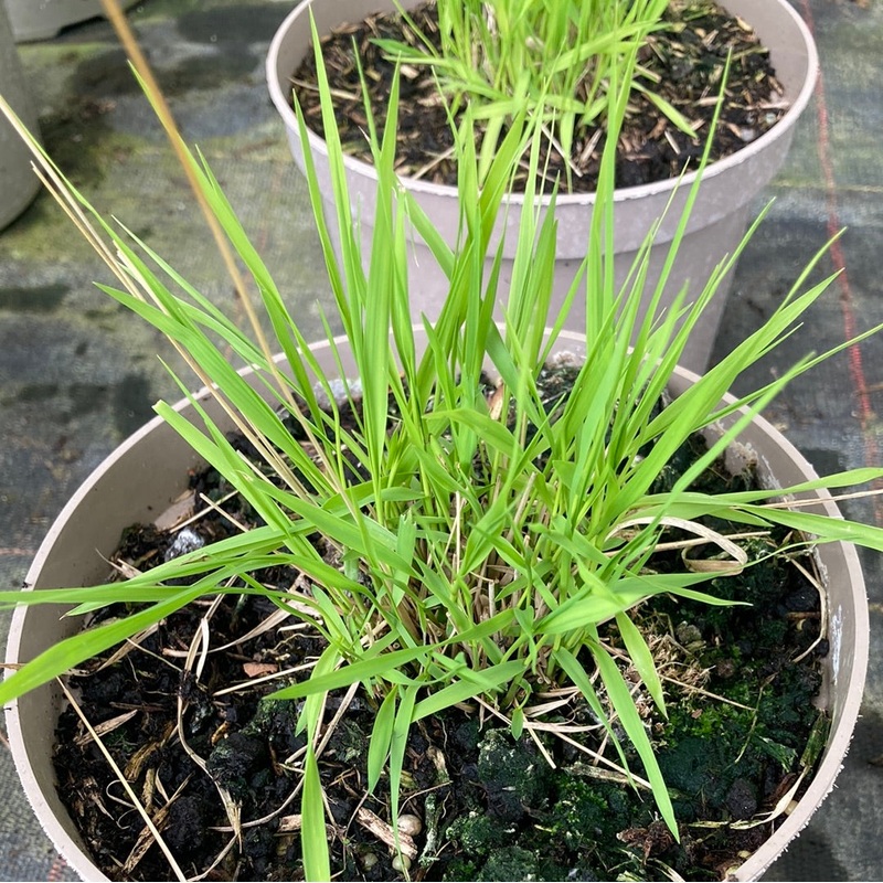 Molinia caerulea Poul Petersen AGM