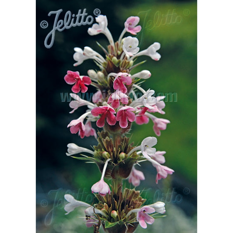 Morina longifolia|9cm|2 litre