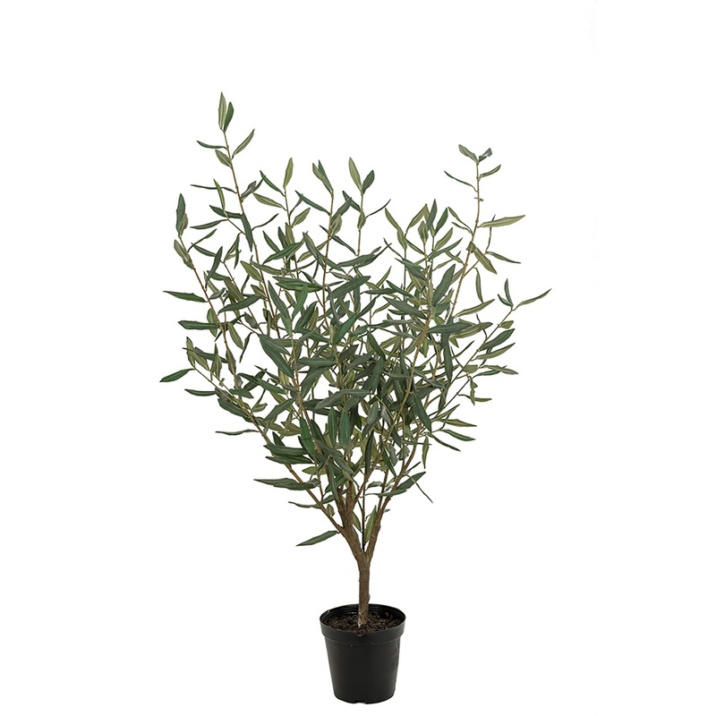 Olea europaea ‘Olive Tree’|6″ Pot|10″ Pot