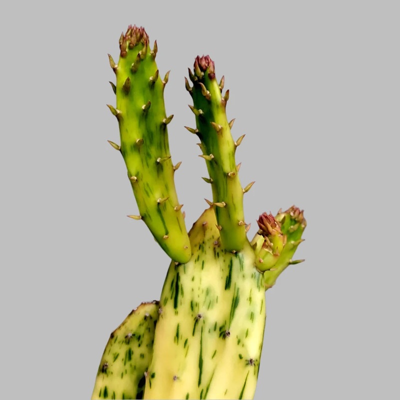 Opuntia ‘Sunburst’|6″ Pot|10″ Pot