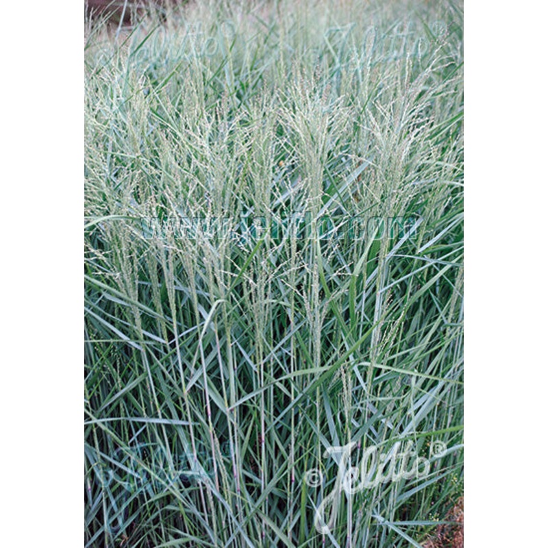 Panicum virgatum Blue Giants|2 Litre|9CM
