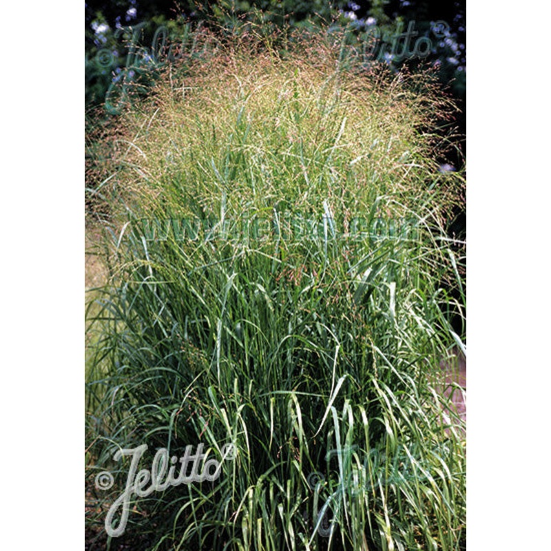 Panicum virgatum Emerald Chief