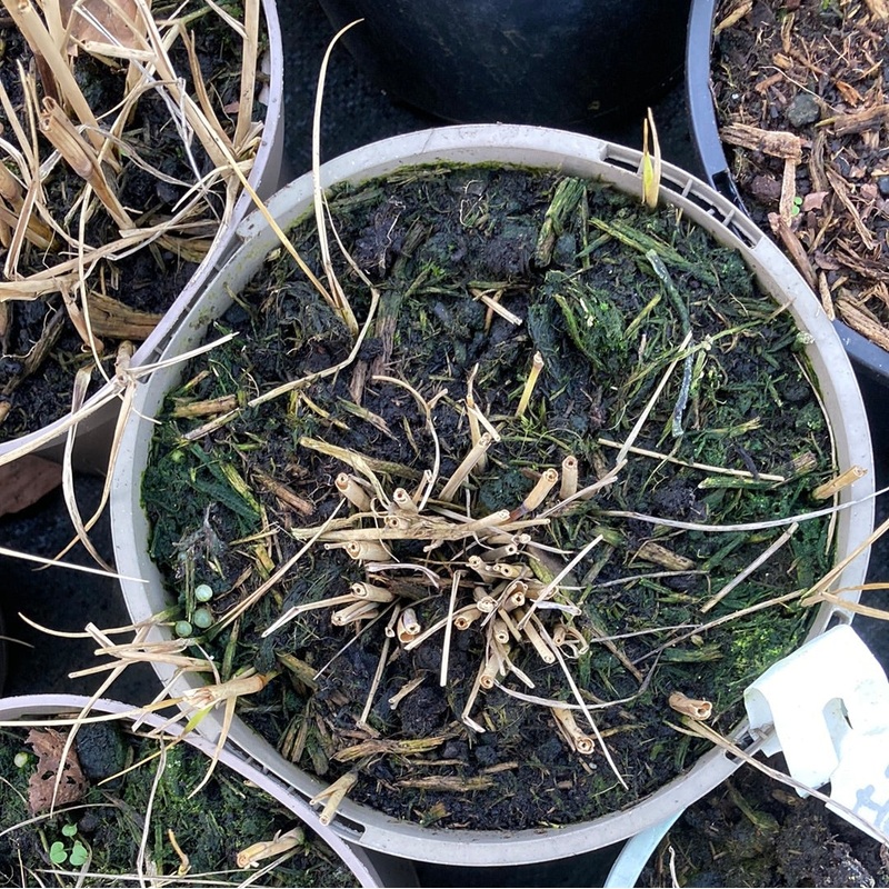 Panicum virgatum ‘Heavy Metal’ – AGM