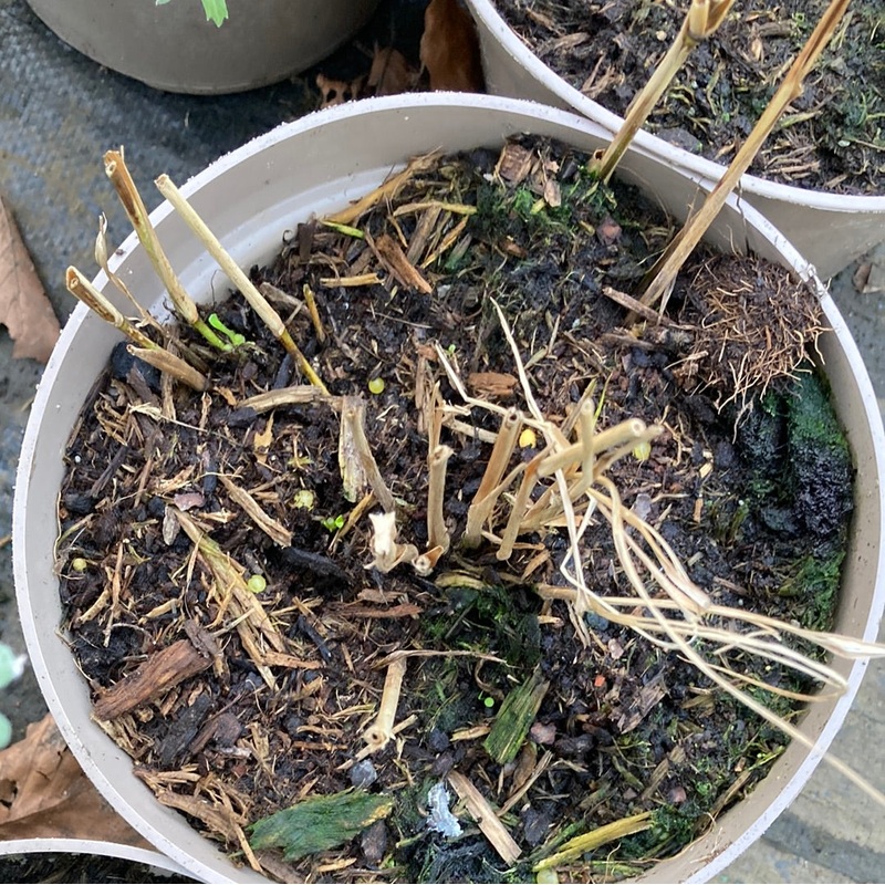 Panicum virgatum ‘Northwind’ – AGM