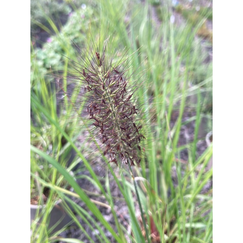 Pennisetum alopecuroides ‘Red Head’ – AGM