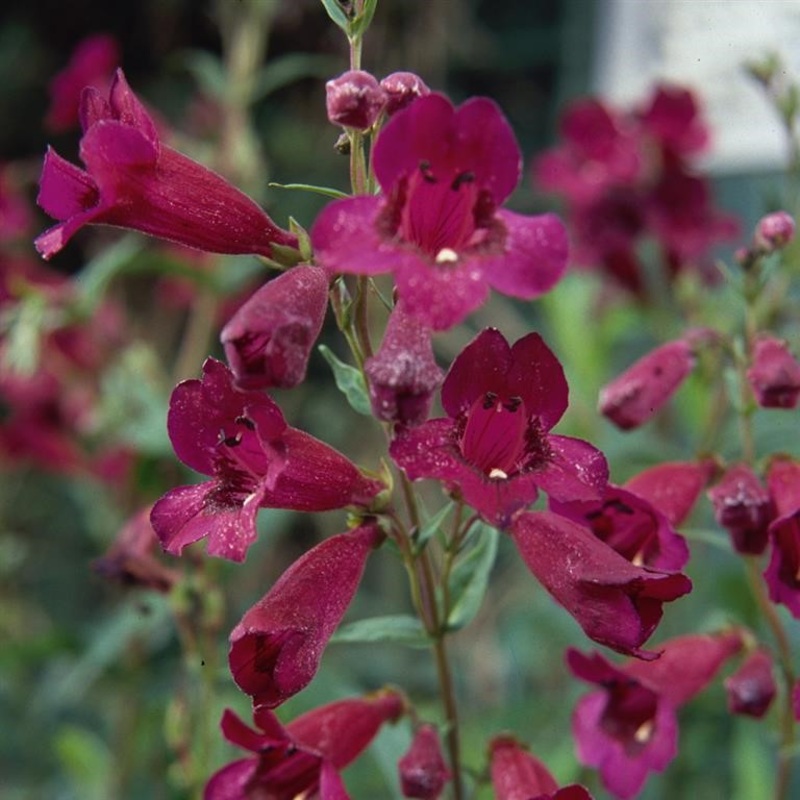 Penstemon Purple Bedder|9CM|2 litre